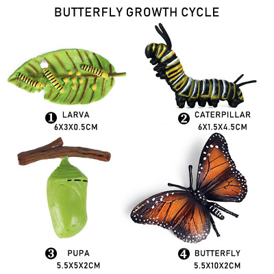 #ad Butterfly Growth Cycle Model Toys Life Cycle Figurines Plastic Figures Toy Kit $8.89