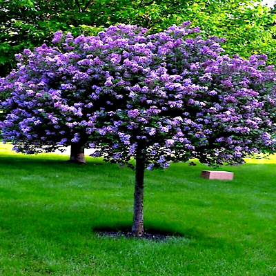 #ad 20 Common Lilac Purple Flower Tree Seeds Fragrant Hardy Perennial Garden Plant $6.95