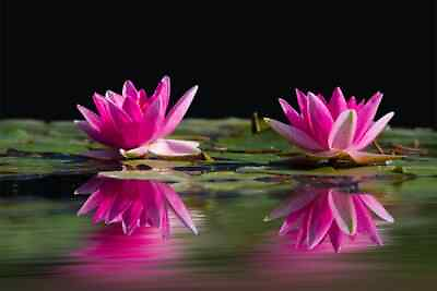 #ad Digital Image Picture Photo Pic Wallpaper Background Two Lotus Flowers Pink 55 $0.99