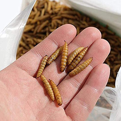 Lot Bulk Dried BSF Mealworms for Wild Birds Food Chickens Hen Fish Treats Food $219.99