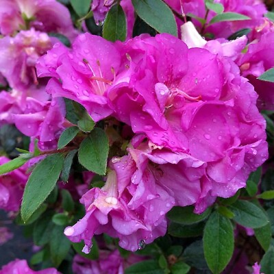 #ad Double Purple Azalea Perfecto Mundo Rhododendron Proven Winners Live 4quot; Pot $19.95