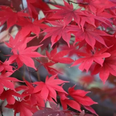 #ad Red Japanese Maple tree，Acer palmatum #x27;atropurpureum#x27; 伊呂波紅葉 いろはもみじ 日本红枫 $19.99
