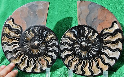#ad RARE 1 in 100 BLACK Ammonite PAIR Deep Crystals XXLARGE 7.3quot; 185mm a3707xx $206.99