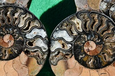 #ad PAIR Ammonite Great Color Crystal Cavities XL 201mm 110myo FOSSIL 7.9quot; a3554rr $215.19
