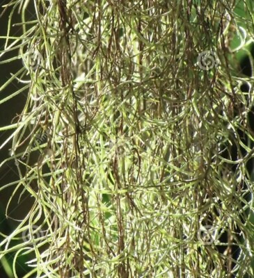 #ad Fresh Live Spanish Moss from Florida 1 Gallon size Air Plant $8.99