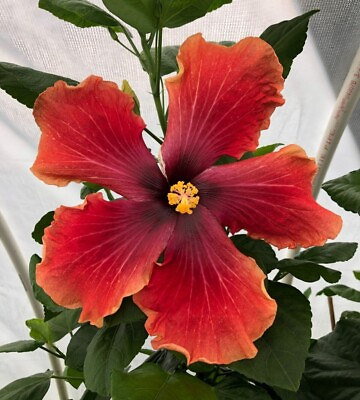 #ad Southern Star New variety of Exotic tropical hibiscus live plant 6quot; 8quot; tall $49.99