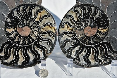 #ad RARE 1 in 100 BLACK Ammonite Pair 185mm Deep Crystals XLARGE 7.3quot; 110myo 31431ou $233.99