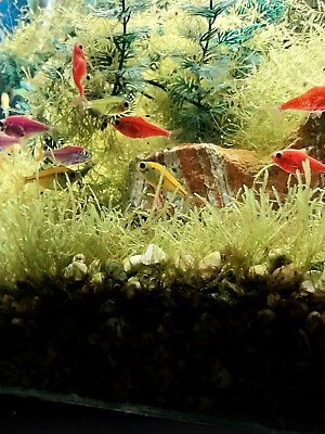 #ad Live Aquarium Pristella Tetra Fish Starbust Color Pack Tropical Fish $54.00