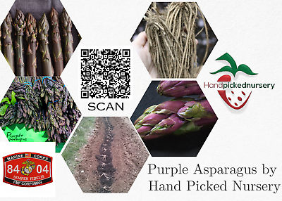 #ad 25 Purple Pacific Live Asparagus Bare Root 2yr Crowns Hand Picked Nursery $40.95