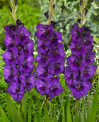 #ad Purple Flora Gladiolus 5 bulbs $11.31