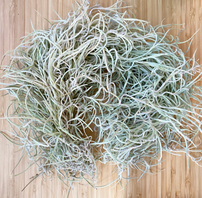SPANISH MOSS 1 gallon bag of FRESH LIVE AIR PLANT FOR GROWING CRAFTS $10.00