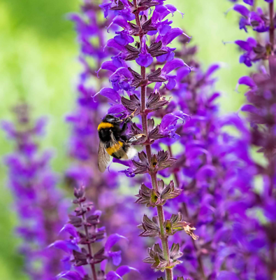 #ad Salvia MEADOW SAGE Blue Purple Attracts Bees Hummingbirds Perennial 200 Seeds $4.48