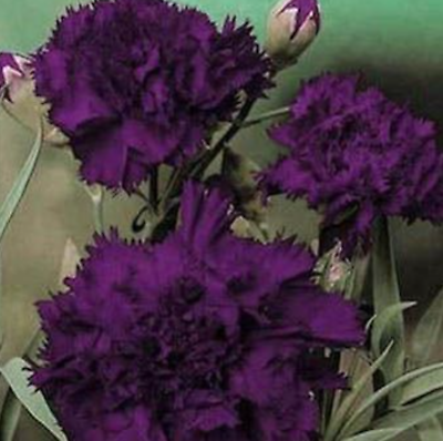 #ad Carnation GRENADIN KING OF BLACKS Dianthus Pollinators Fragrant NonGMO 50 Seeds $4.98