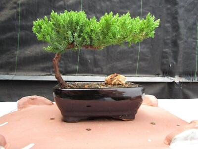 #ad Juniper Bonsai Tree Small $45.49