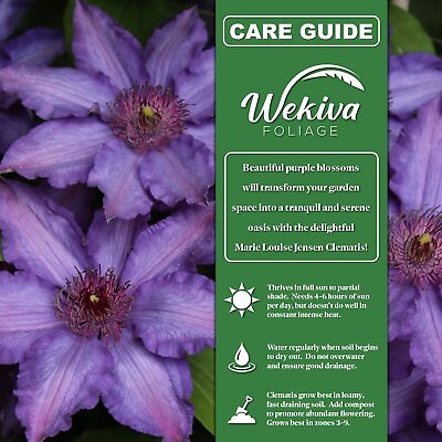 #ad Clematis Marie Louise Jensen Live Starter Plants in 2 Inch Growers Pots ... $49.97