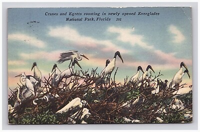 #ad Postcard FL 1957 Cranes Egrets Birds View Everglades Park Florida $9.95