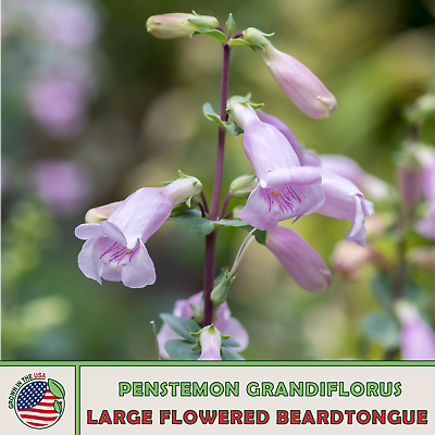 #ad 100 Large Flowered Beardtongue Seeds Native Flower Bird amp; Butterfly Attractor $3.28