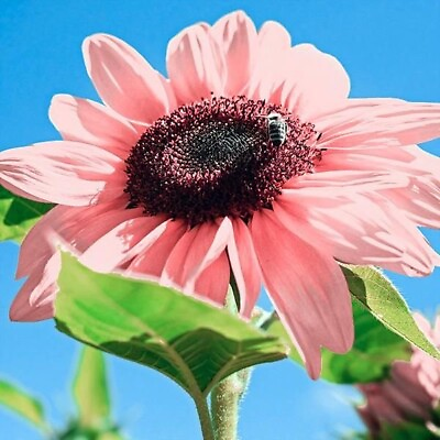 #ad 20 Seeds Pink Sunflowers Rare Planting Sunflower Garden Bonsai Flower organic $4.00