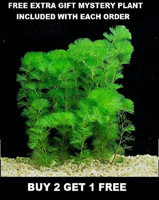 BUY 2 GET 1 FREE Green Cabomba Caroliniana Fanwort Live Aquarium Plants Bunch $8.50