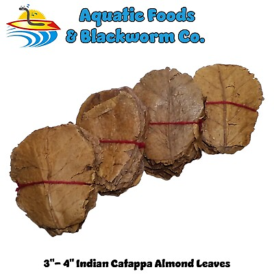 #ad 3 4quot; Indian Catappa Almond Leaves for Shrimp Bettas and Aquariums $11.99