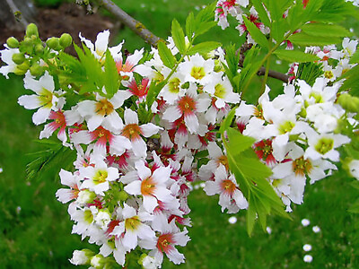 #ad Yellowhorn Xanthoceras sorbifolium Tree Seeds Showy Flower Fall Color Hardy $3.60