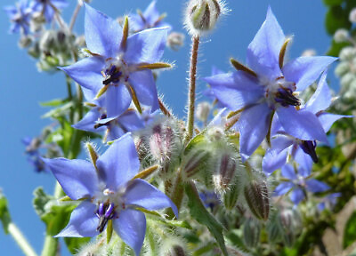 #ad borage EDIBLE blue FLOWER 60 seeds GroCo buy US made in USA $0.99