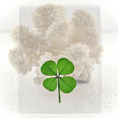 #ad Good Luck Pressed and Preserved Four Leaf Clover in Cello Sleeve $12.95