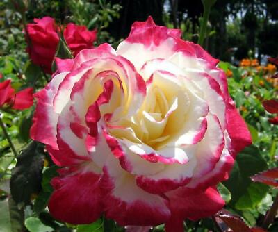 #ad Double Delight rose seeds 10 per pack ships within 48 hrs $2.35