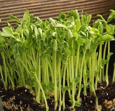 #ad Mammoth Snow Sugar Pea MICROGREEN Seeds Non GMO Heirloom Seeds for Sprouting $192.00