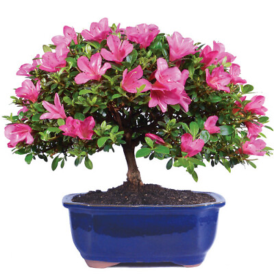 #ad Satsuki Azalea Bonsai Tree Rhododendron Indicum Live Plant Outdoor 11quot;H 5 y.o. $149.95