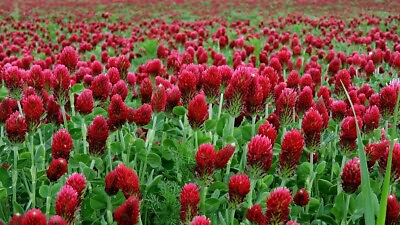 #ad Clover CRIMSON RED Flower Seed. Pollinator Food Heirloom Non GMO 1200 Seeds $3.97