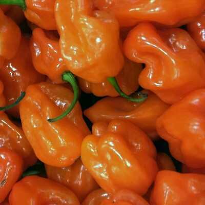 #ad Orange Habanero Pepper Seeds Non GMO Free Fast Shipping 20 $2.22