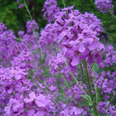 #ad 500 DAMES ROCKET Danask Violet Hesperis Matronalis Dame#x27;s Purple Flower Seeds $3.44