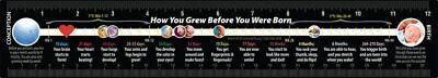 #ad How You Grew Pro Life Ruler $3.99
