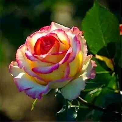 #ad 10 RARE ROSE SEEDS perennial flower garden bush plant tea USA SELLER W TRACK $6.25