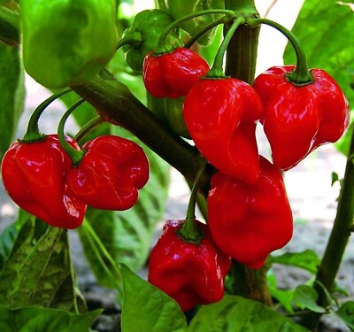 #ad 50 Heirloom Caribbean Red Habanero Hot Pepper 2024 Season Organic NON GMO $3.95