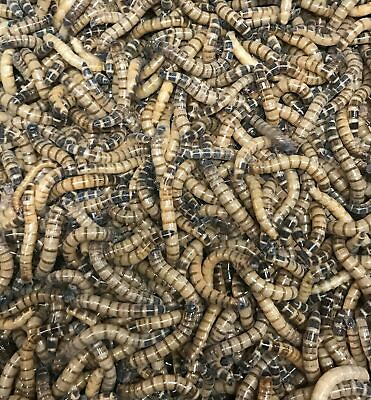 #ad 100 Large Superworms Organically Raised Live Reptile Feeders FREE SHIPPING $13.50