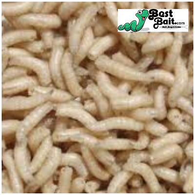 #ad Live Spikes Maggots Blue Bottle Fly Larvae Free Shipping Live Guarantee $73.99