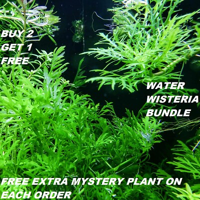 Hygrophila Difformis Bunch Water Wisteria Live Aquarium Plants BUY2GET1FREE $9.89