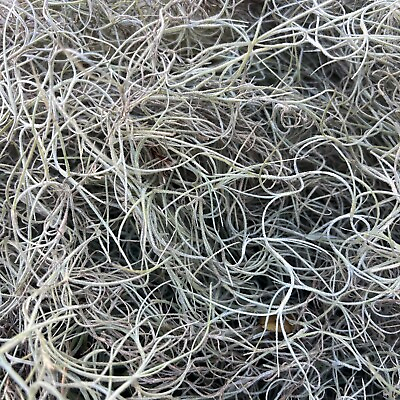 #ad SPANISH MOSS 15 lb FRESH LIVE AIR PLANT FOR GROWING CRAFTS amp; FLOWER ARANGEMENTS $25.99