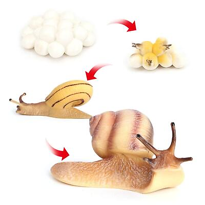 #ad Four Stage Snail Growth Cycle Model Toys Life Cycle Display $10.61
