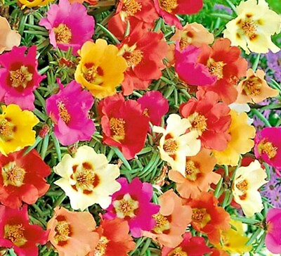 #ad #ad 3000 MOSS ROSE GRANDIFLORA SEEDS SPRING MIX FLOWERS GROUNDCOVER BUTTERFLIES USA $3.49