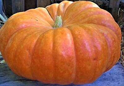 #ad Cinderella Pumpkin Seeds 5 SEEDS NON GMO BUY 4 ITEMS FREE SHIPPING $0.99