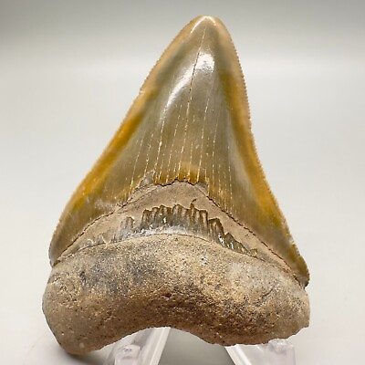 #ad Nicely Serrated colorful 2.87quot; Fossil MEGALODON Tooth Bone Valley $79.00