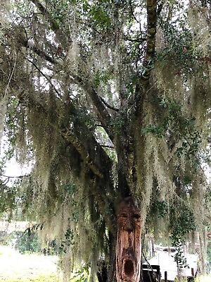 Live Spanish Moss Beautiful Air Plant Picked To Order Central Florida 1 Gal Bag $4.99