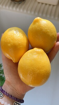 #ad 5 Meyer Lemon 🍋 Seeds Organic NonGmo Pesticide Free Citrus Garden Fruit Tree $3.99