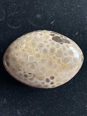 #ad Hand polished Petoskey Stone L ex L size. Semi precious treasure gift fossil $85.00