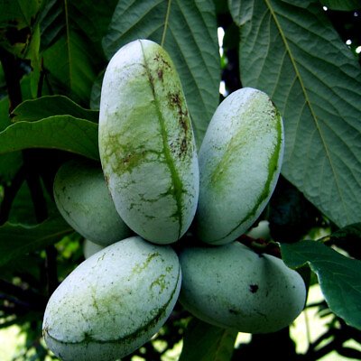 STRATIFIED PAW PAW FRUIT TREE SEEDS Asimina Triloba INDIAN BANANA Hardy Plant $29.95