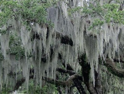 #ad Fresh North Florida Live Spanish Moss 1 Gallon size Crafts Models Floral Deco $8.99