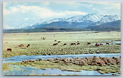 #ad Postcard Cattle On The Range Colorado 1950s Chrome L1B $6.36